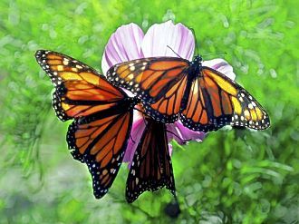 Carrick butterfly 2.jpg