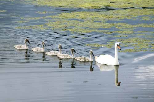 Swans of Carrick-on-Suir.jpg
