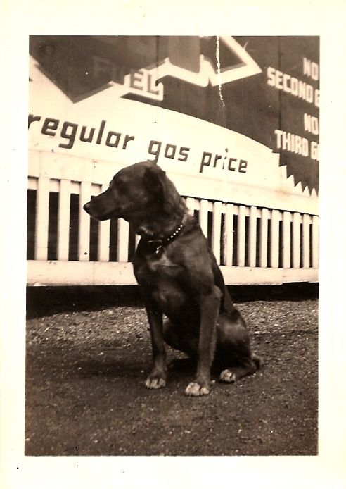 Page's family dog 1935.jpg