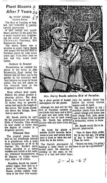 File:1967 news articles plant blooms.jpg