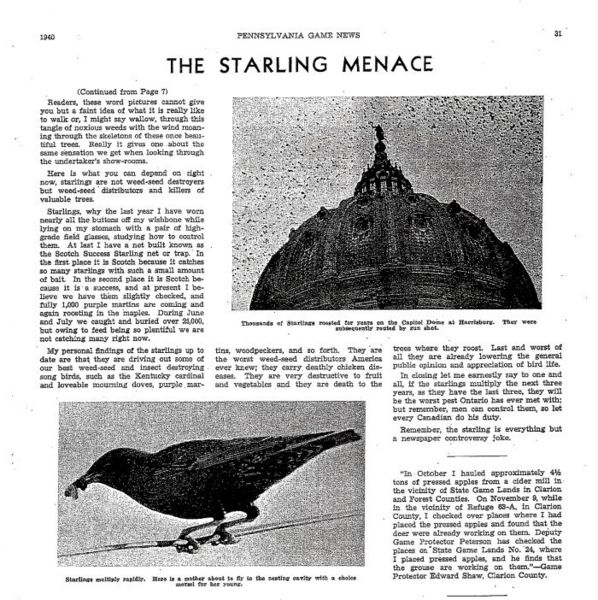 File:The starling menage page 3.jpg