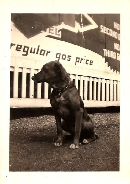 File:Page's family dog 1935.jpg