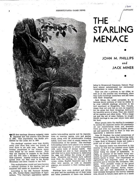 File:Starling menace 1.jpg